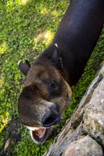 Közelkép Egy Barna Medvéről Nagy Szarvakkal — Stock Fotó