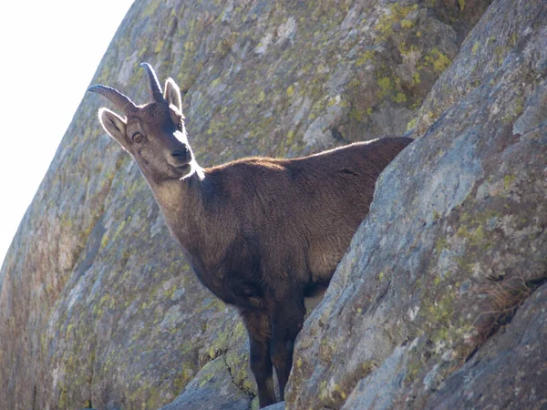 Eine Schöne Bergziege Den Bergen — Stockfoto