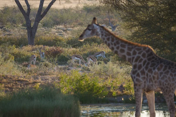 Giraffe Savannah Africa — Stock Photo, Image