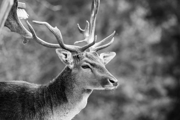 自然を背景に森の鹿は — ストック写真