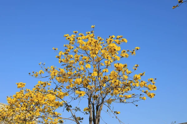 青い空に黄色の葉が — ストック写真