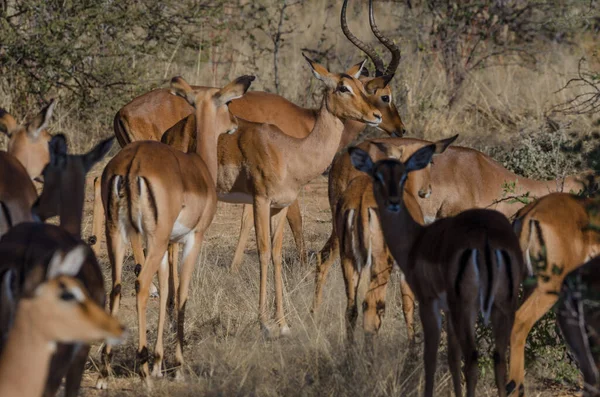 Afrikanische Antilope Giraffa Camelopardalis Der Savanne Von Kenia — Stockfoto