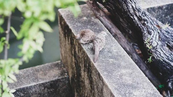 Küçük Köpekli Eski Taş Bir Duvar — Stok fotoğraf