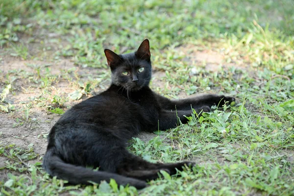 Μαύρη Γάτα Στο Γρασίδι Στο Φόντο Της Φύσης — Φωτογραφία Αρχείου
