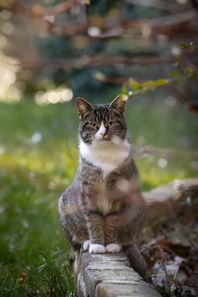 Chat Dans Forêt Sur Fond Nature — Photo