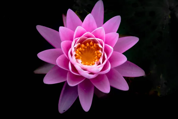 Pink Lotus Flower Pond — Stock Photo, Image