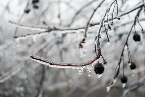 Schneebedeckte Äste Von Bäumen Wald — Stockfoto