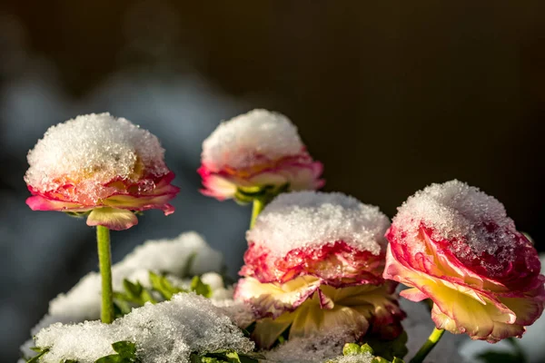 Belas Rosas Vermelhas Neve Jardim — Fotografia de Stock