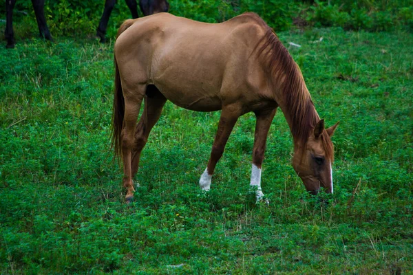 Brun Häst Hagen — Stockfoto