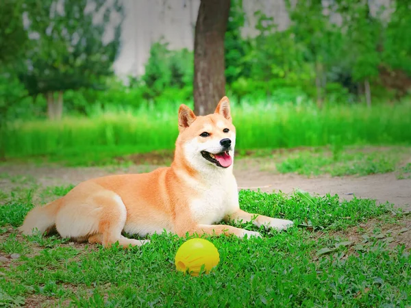 Милий Собака Парку — стокове фото