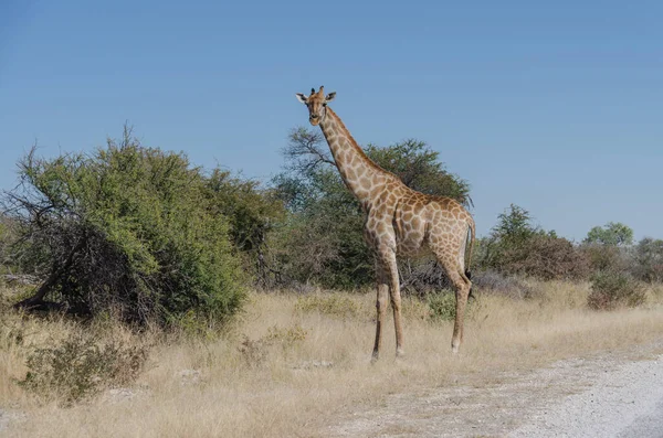 Kenya Savanasında Zürafa — Stok fotoğraf