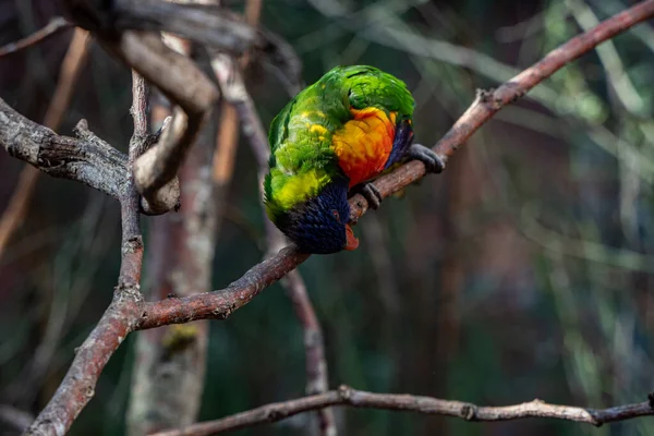 Gros Plan Bel Oiseau Dans Zoo — Photo