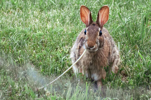 Lapin Mignon Dans Herbe — Photo