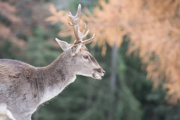 Carino Cervo Sul Prato — Foto Stock