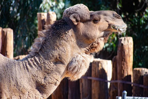 Zblízka Velblouda Zoo — Stock fotografie