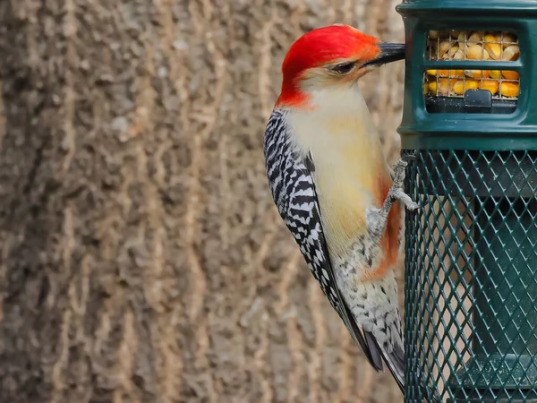 Vogel Käfig — Stockfoto