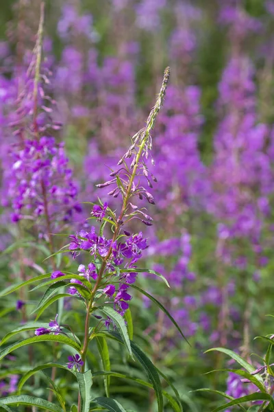 Mooie Paarse Bloemen Tuin — Stockfoto