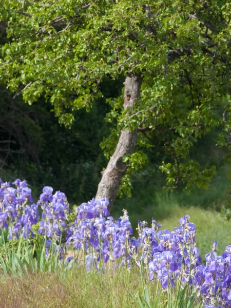 Mooie Bloemen Tuin — Stockfoto