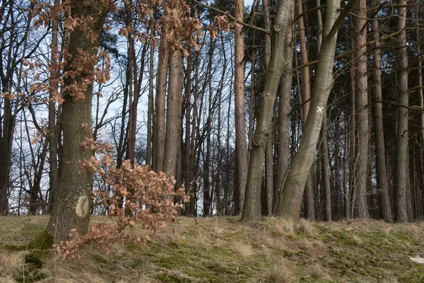 Prachtig Uitzicht Buitenwereld — Stockfoto