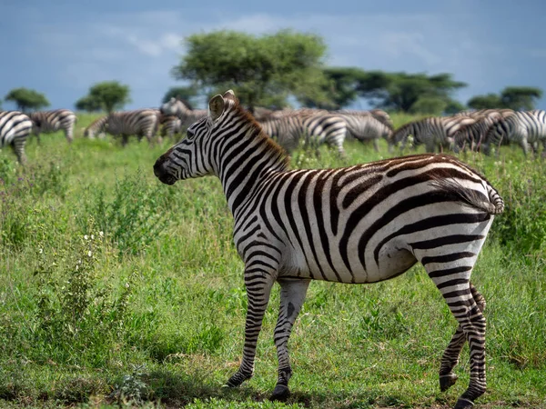 Zebra Sawannie Kenii — Zdjęcie stockowe