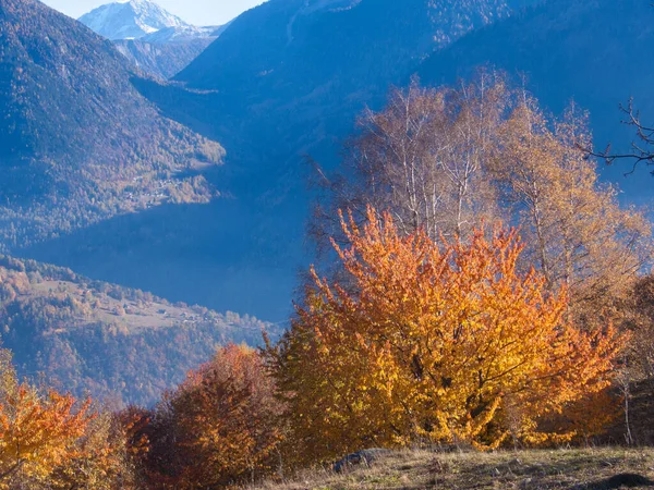 カラフルな木々や山と秋の風景 — ストック写真