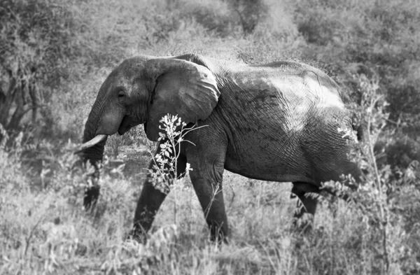 ケニアのサバンナに住むアフリカゾウは — ストック写真