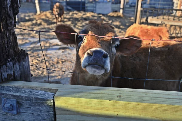 Tiro Close Uma Vaca Uma Fazenda — Fotografia de Stock