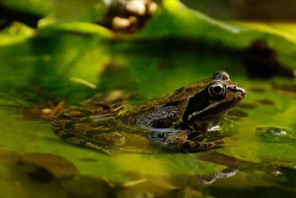 池塘里的青蛙 — 图库照片
