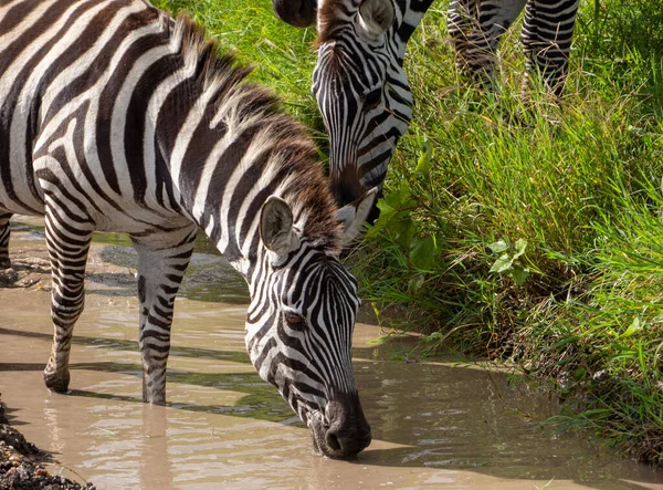 Zebra Kebun Binatang — Stok Foto
