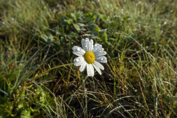 Białe Kwiaty Polu — Zdjęcie stockowe