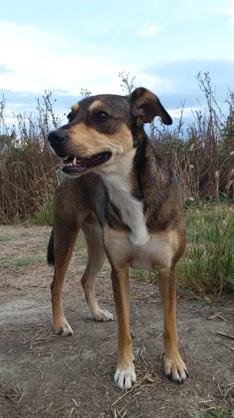 Perro Parque — Foto de Stock