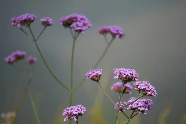 Flores Bonitas Jardim — Fotografia de Stock