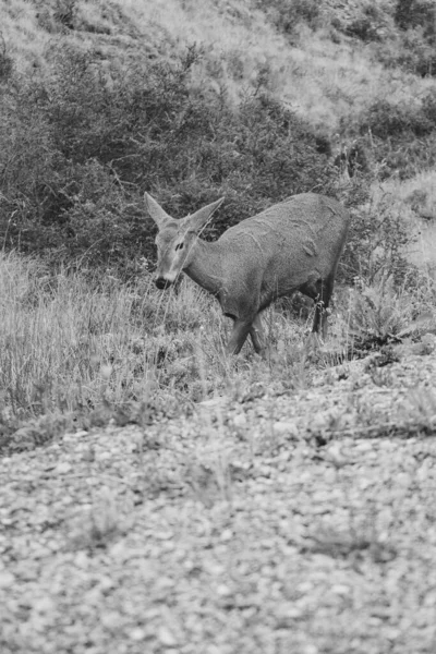若い鹿の白黒写真です — ストック写真
