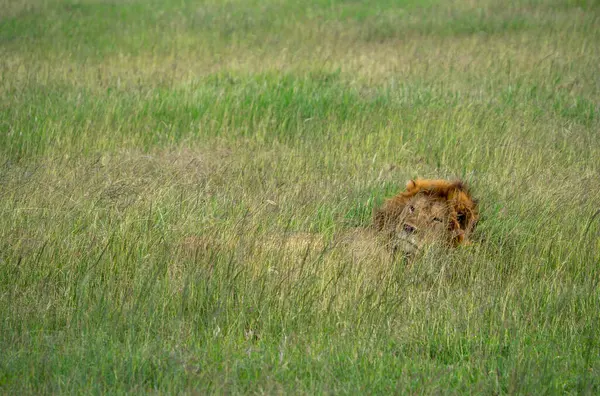 Ein Löwe Gras Der Savanne Von Kenia — Stockfoto