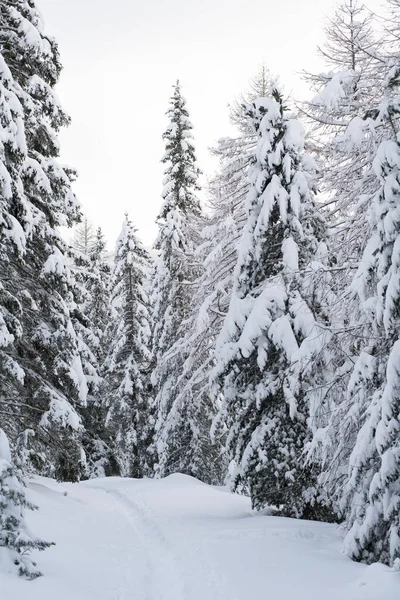 Wunderschöne Winterlandschaft Mit Schneebedeckten Bäumen — Stockfoto