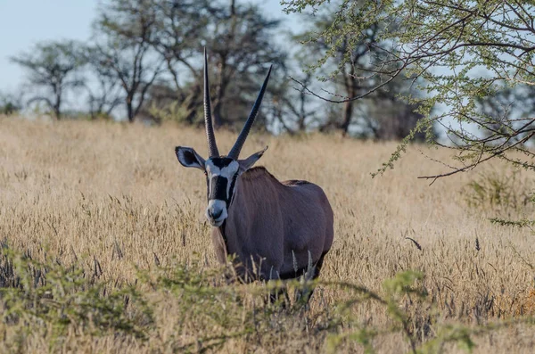 Tiro Close Veado Negro Africano Arbusto Parque Nacional Kruger Botswana — Fotografia de Stock