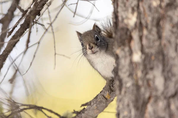 Squirrel Forest — Stock Photo, Image