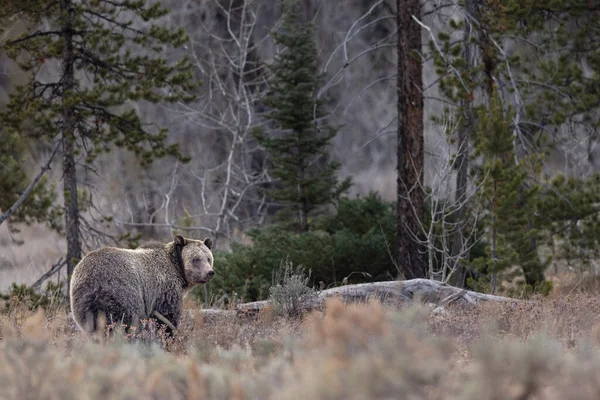 Άγρια Αρκούδα Grizzly Στο Δάσος — Φωτογραφία Αρχείου