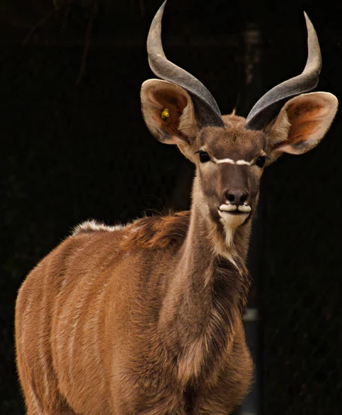 Een Close Van Een Prachtig Hert Het Bos — Stockfoto