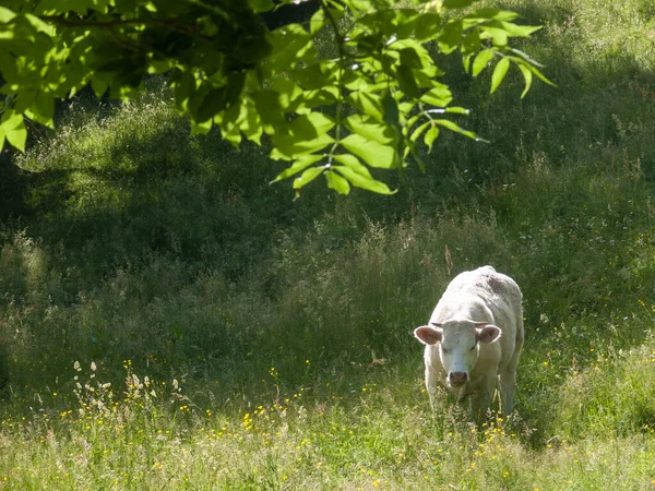 Vaca Pastando Prado Verde — Foto de Stock