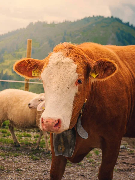 Primer Plano Una Vaca Pasto — Foto de Stock