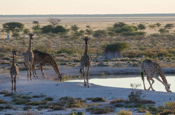 Egy Zsiráf Afrika Szavannájában — Stock Fotó