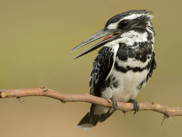 Hermoso Pájaro Salvaje Hábitat Natural — Foto de Stock