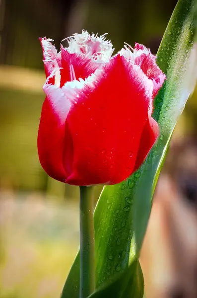 Bahçedeki Kırmızı Lale — Stok fotoğraf