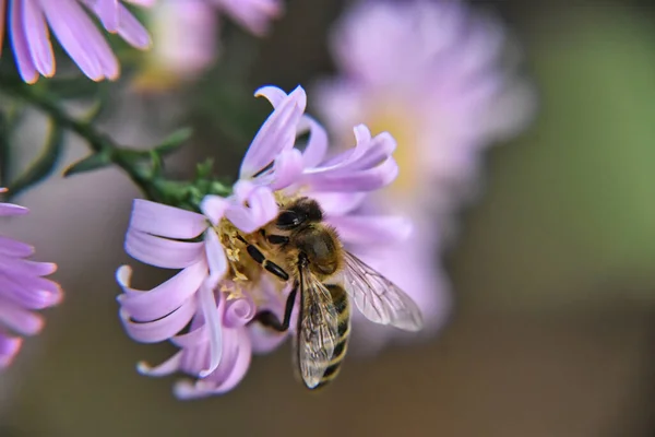 Пчела Фиолетовом Цветке Размытый Фон Боке — стоковое фото