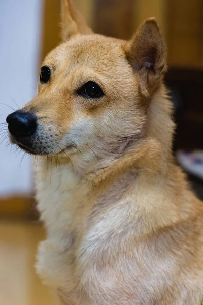 Portrait Cute Dog — Stock Photo, Image