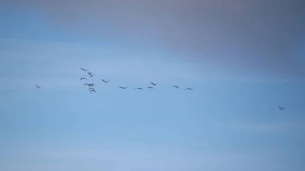 Gökyüzünde Uçan Kuş Sürüsü — Stok fotoğraf