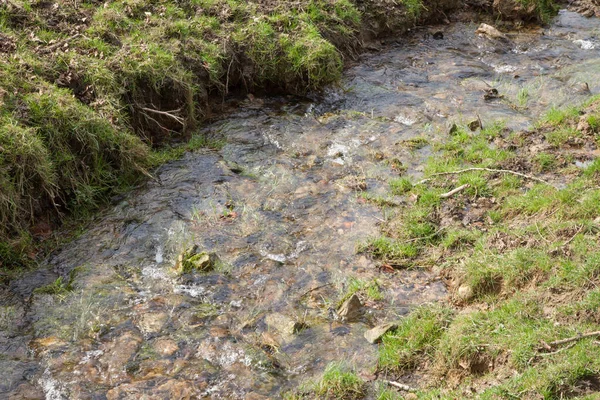 Une Petite Rivière Dans Forêt — Photo