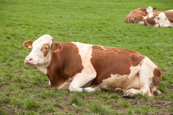 Una Manada Vacas Pastando Prado —  Fotos de Stock