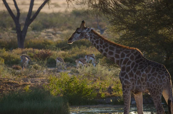Girafa Savana Kenya — Fotografia de Stock